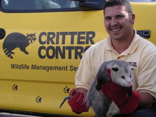 image of Captured Opossum